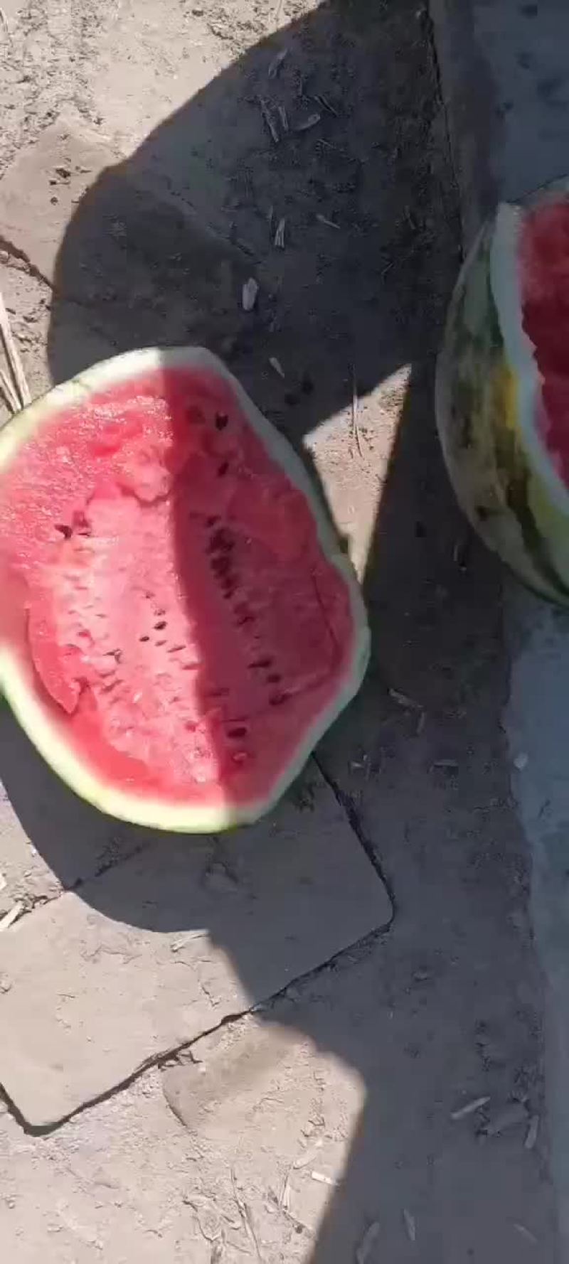 陆地甜王