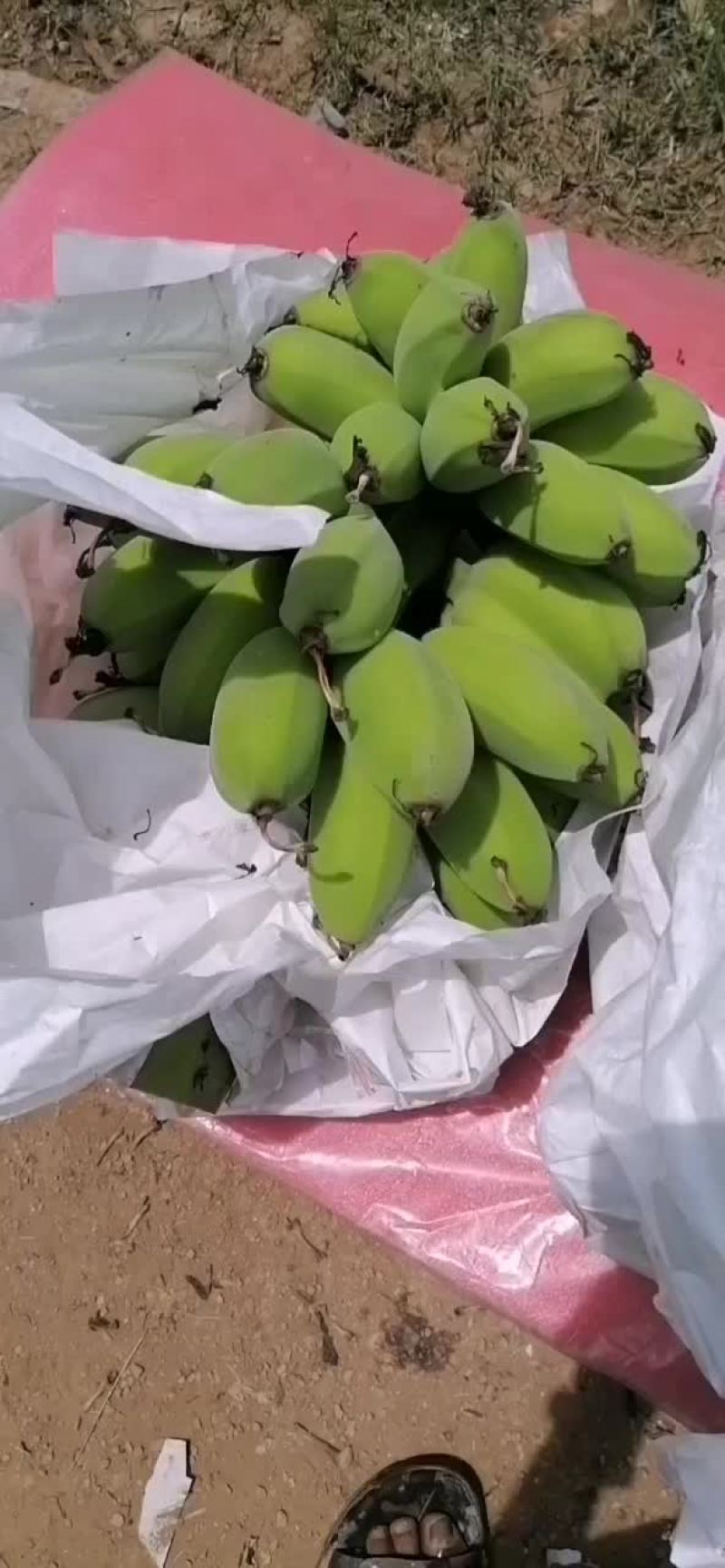苹果蕉