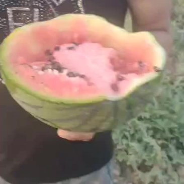 台头西瓜热卖中
