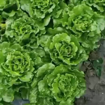 意大利生菜