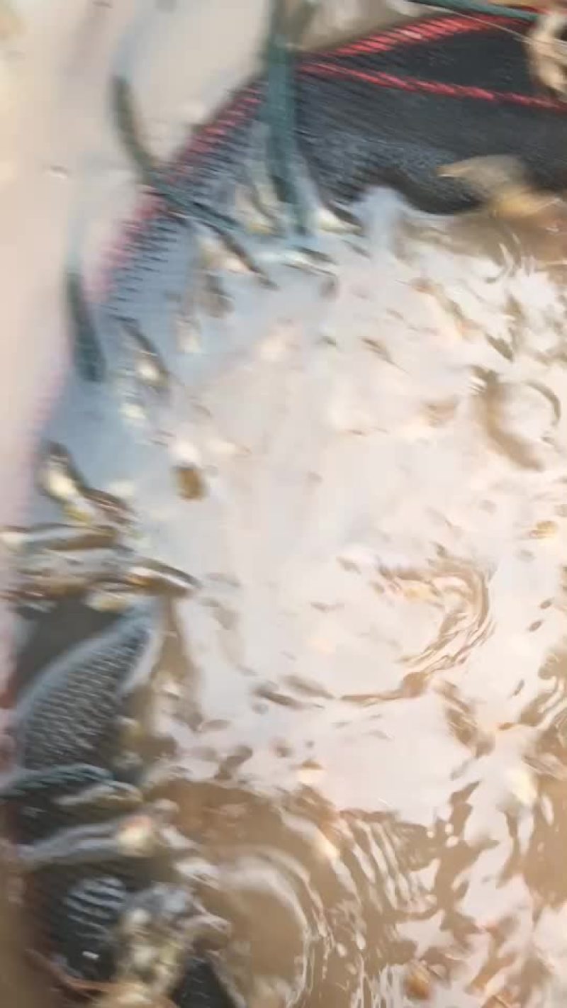 虾