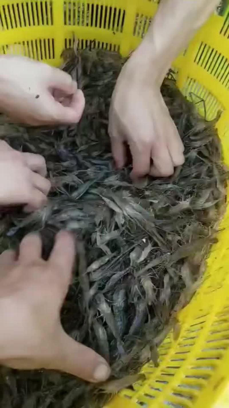 虾