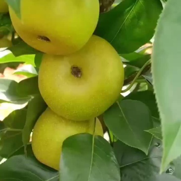 翠冠梨