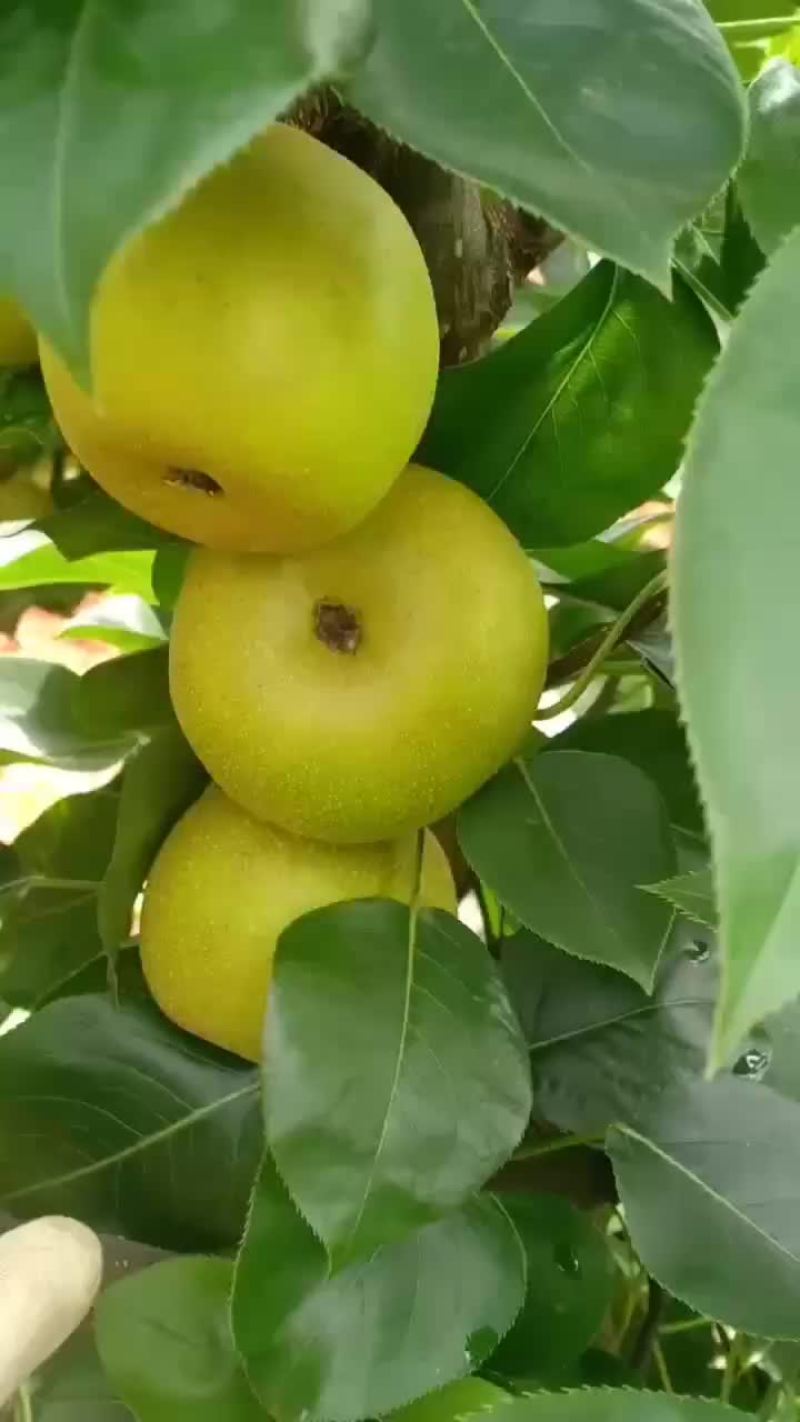 翠冠梨