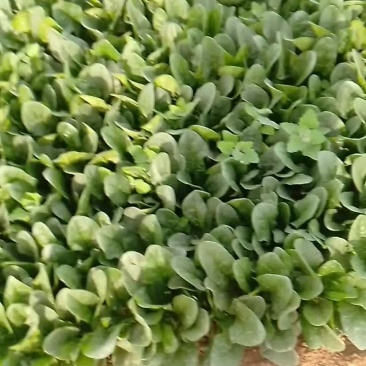 菠菜