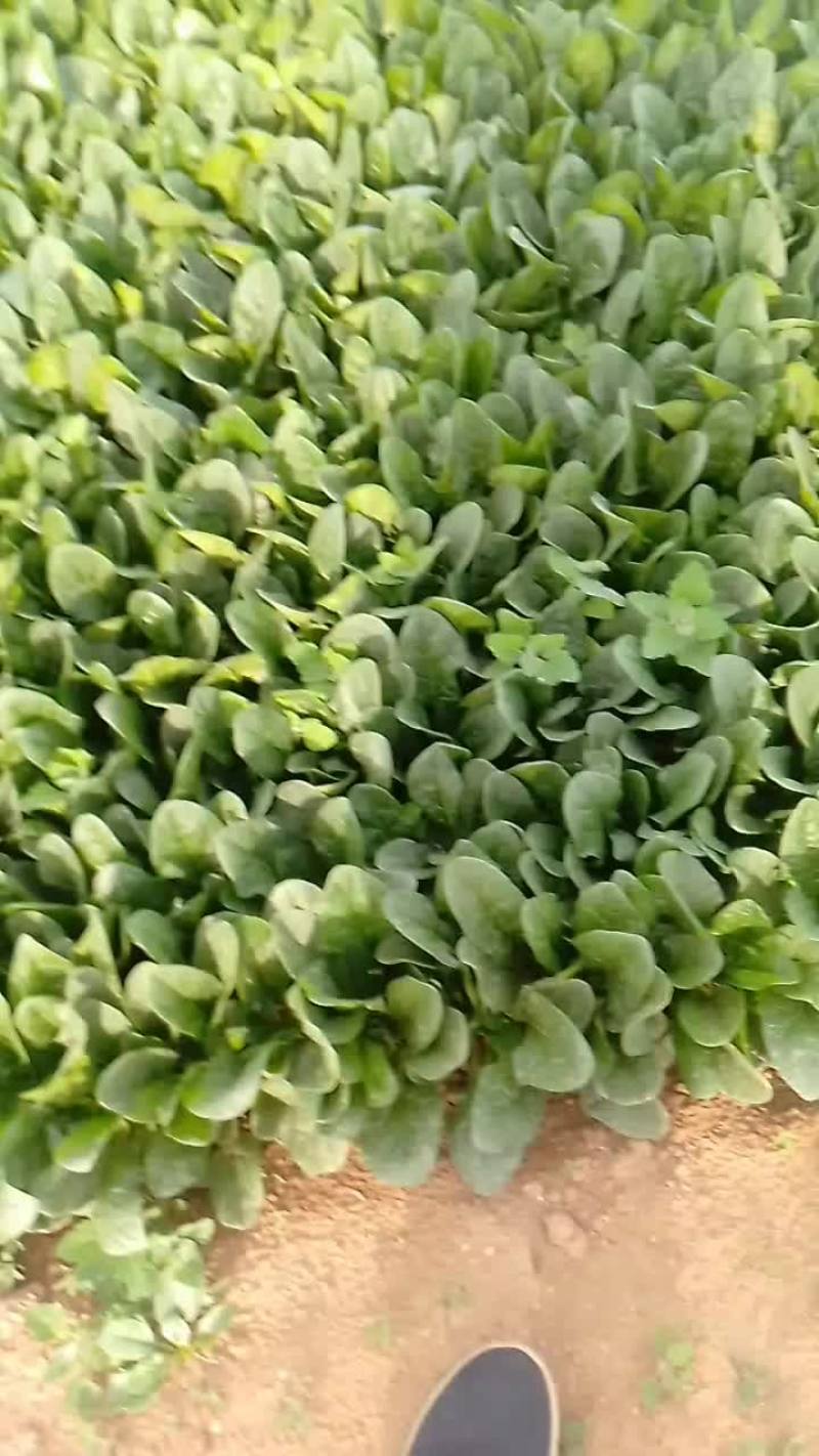 菠菜