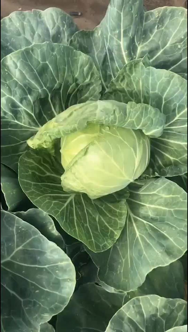 精品甘蓝