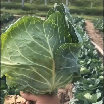 精品甘蓝
