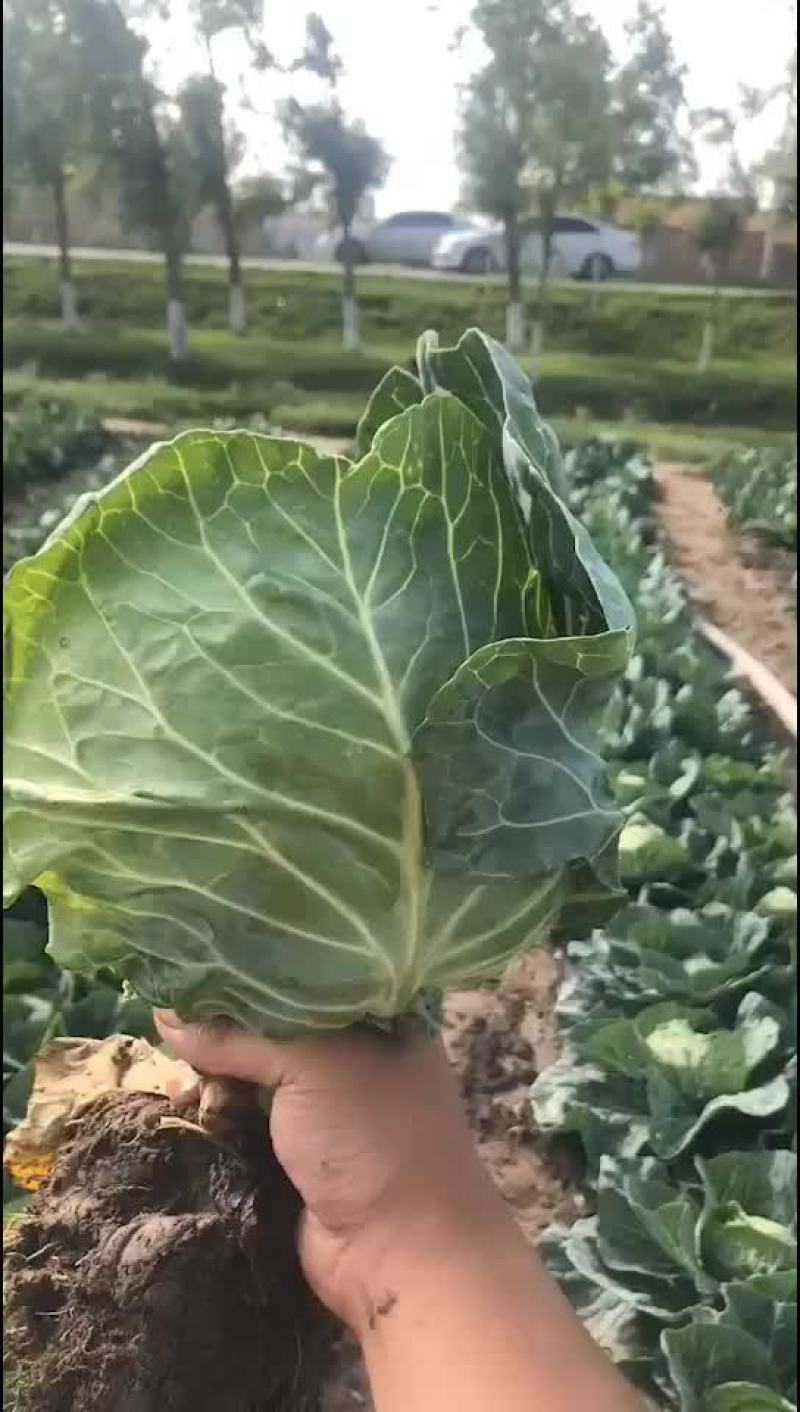 精品甘蓝