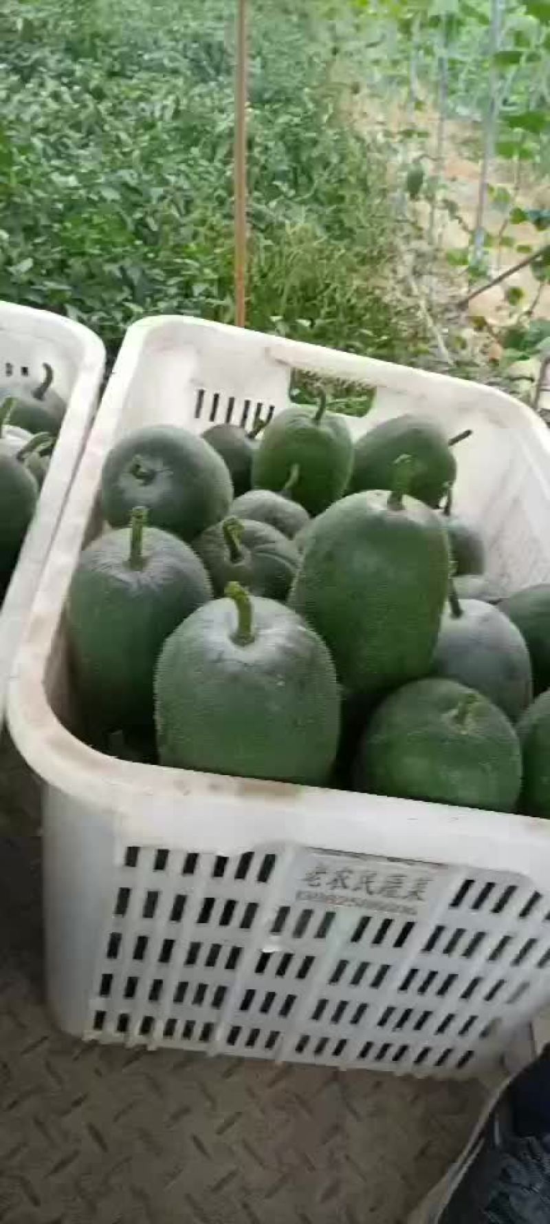 自家大基地精品小冬瓜