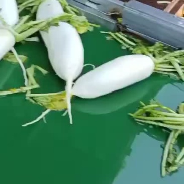 涞水原产地白萝卜