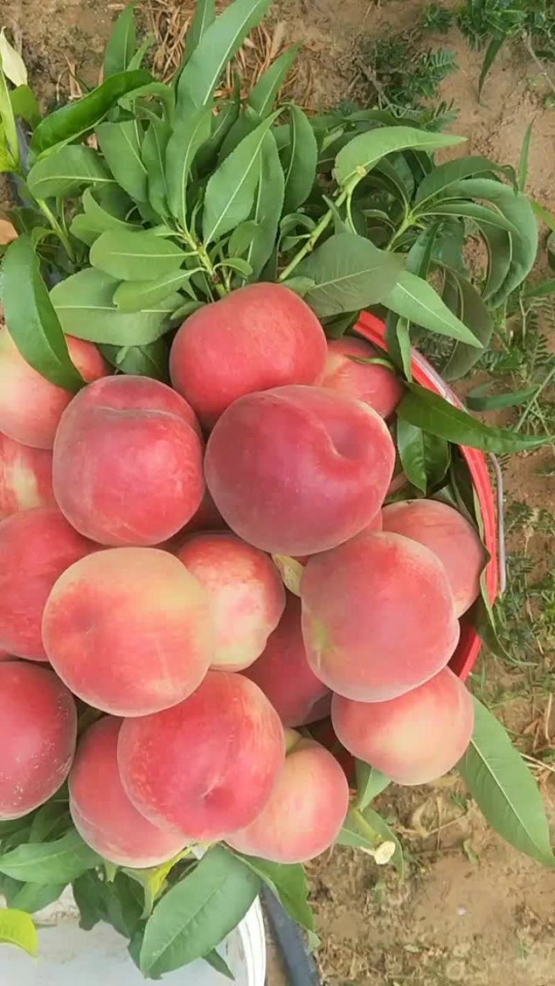 陕西大荔毛桃油桃基地批发