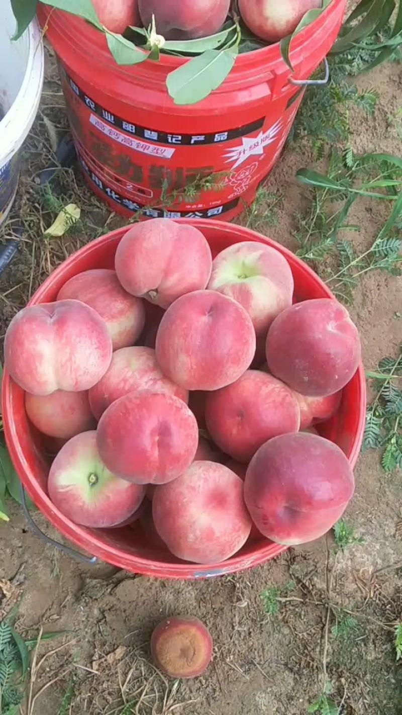 陕西大荔毛桃油桃基地批发
