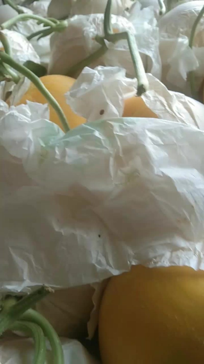 伊丽莎白甜瓜