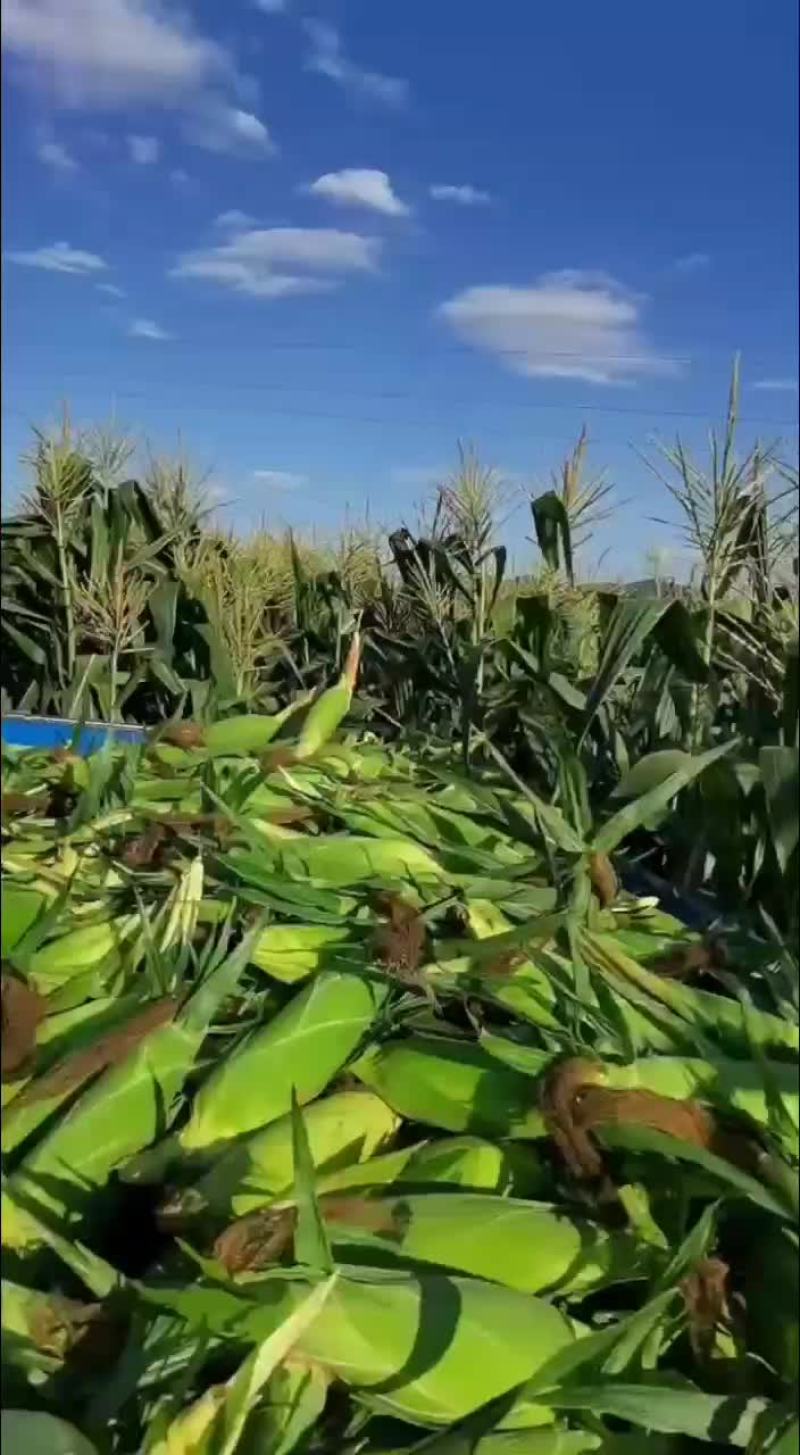 新鲜玉米上市价格合质量很好