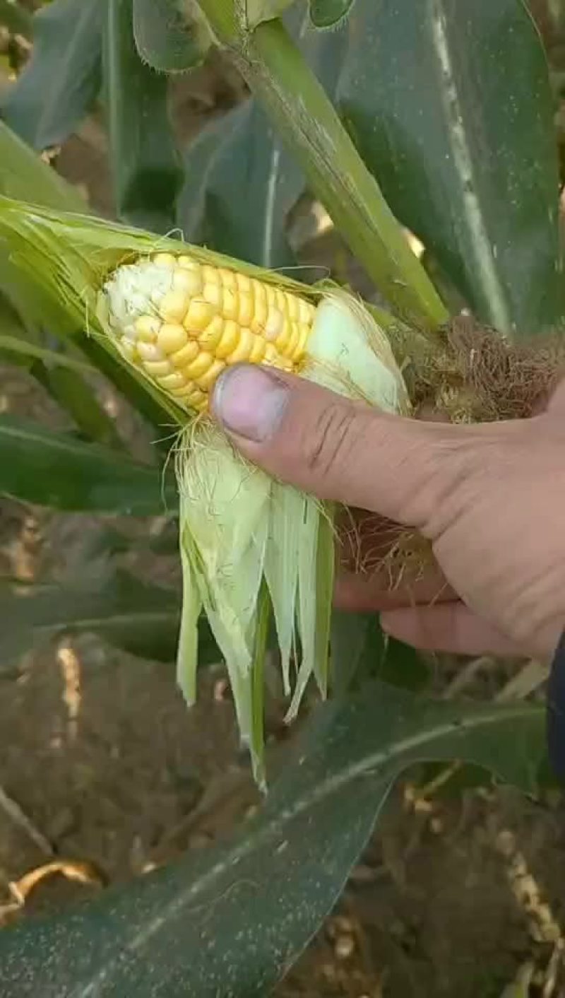 新鲜玉米上市价格合质量很好