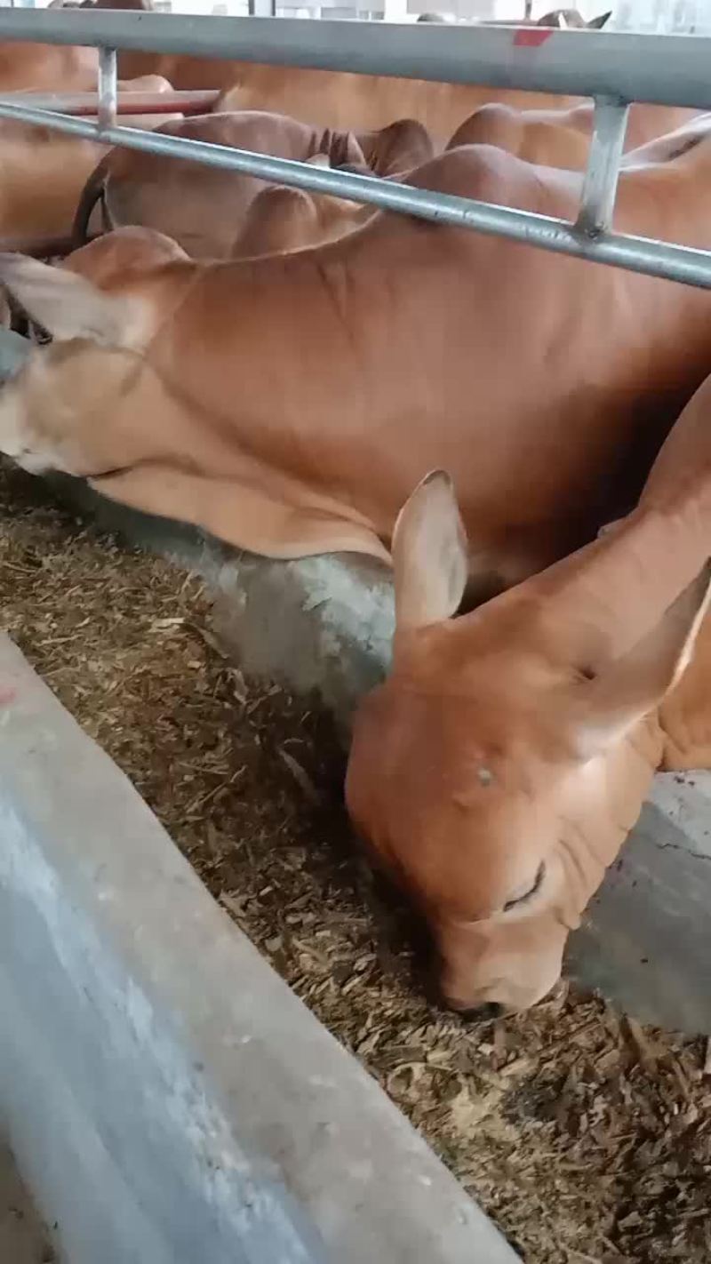 大量出售改良肉牛犊全国包送到家