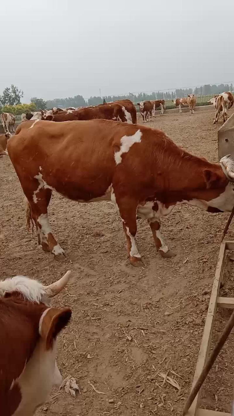 大量出售改良肉牛犊全国包送到家