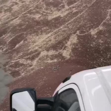 油釆籽