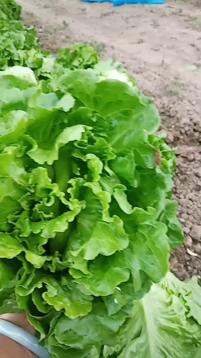 花一样的年纪