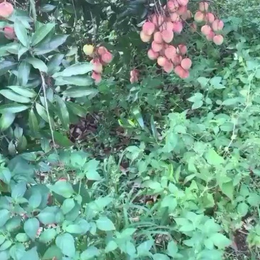 漳州市漳浦县乌石荔枝