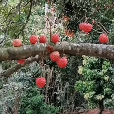 自家种的荔枝，有桂味，罗米磁