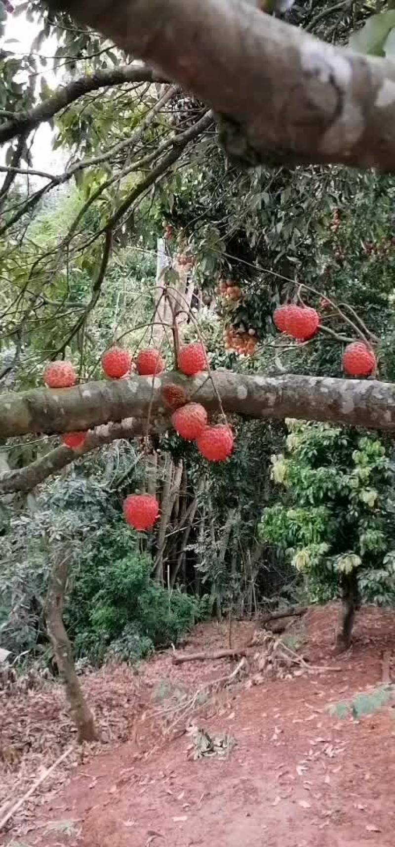 自家种的荔枝，有桂味，罗米磁