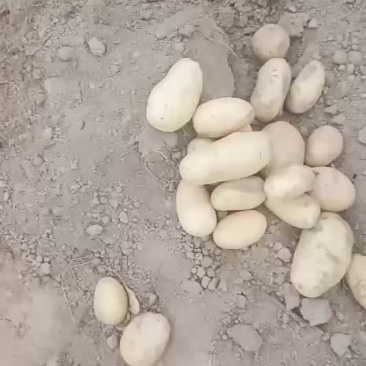 鲜挖的土豆