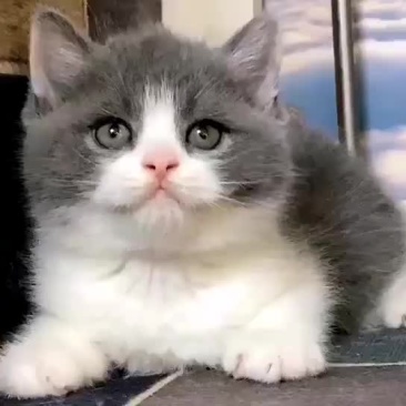 宠物猫咪英短蓝白矮脚短毛猫幼猫活体活物小奶猫幼崽