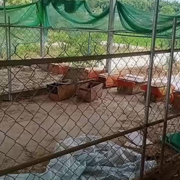 土蜜蜂