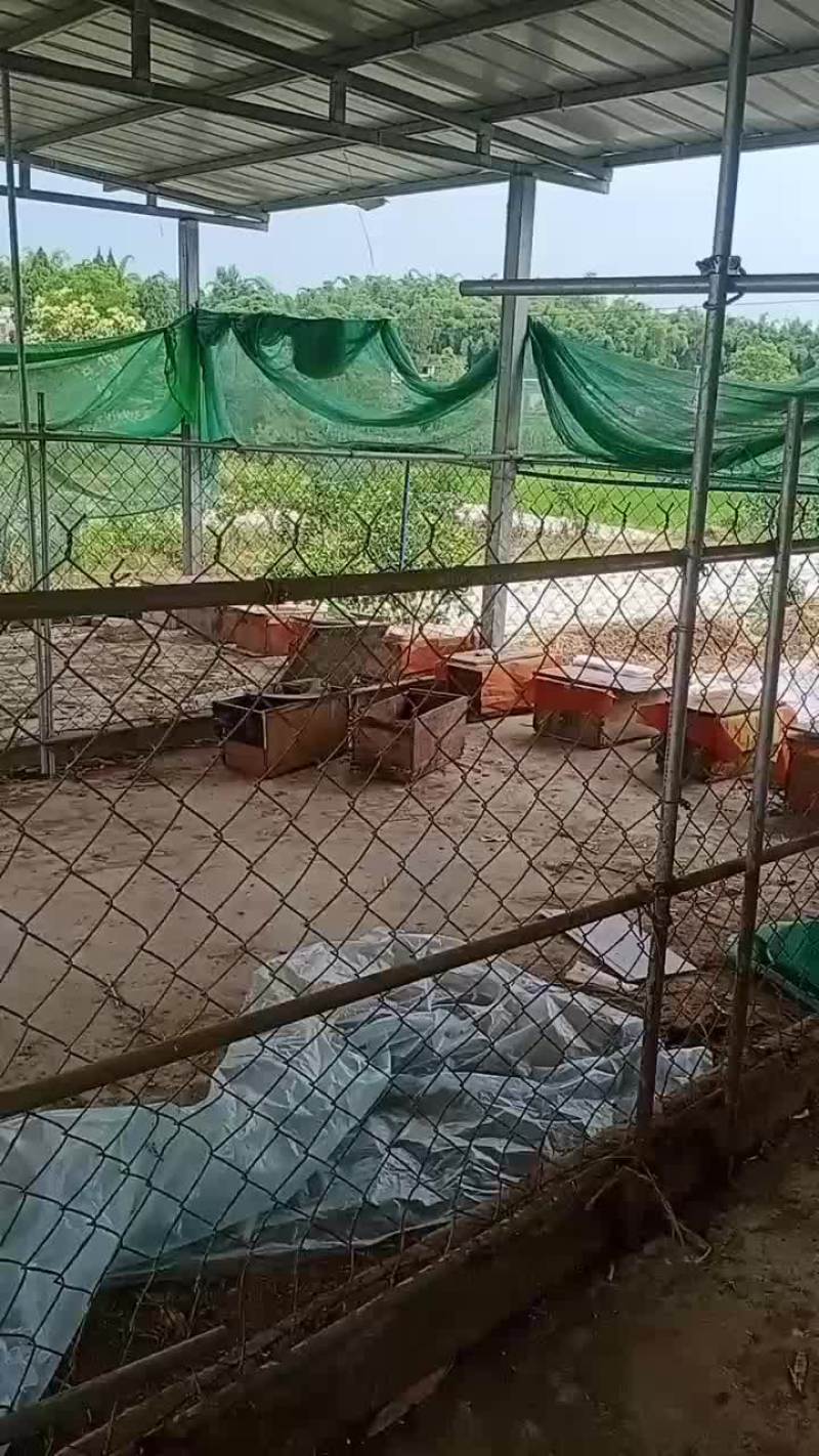 土蜜蜂