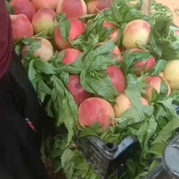 毛桃突围