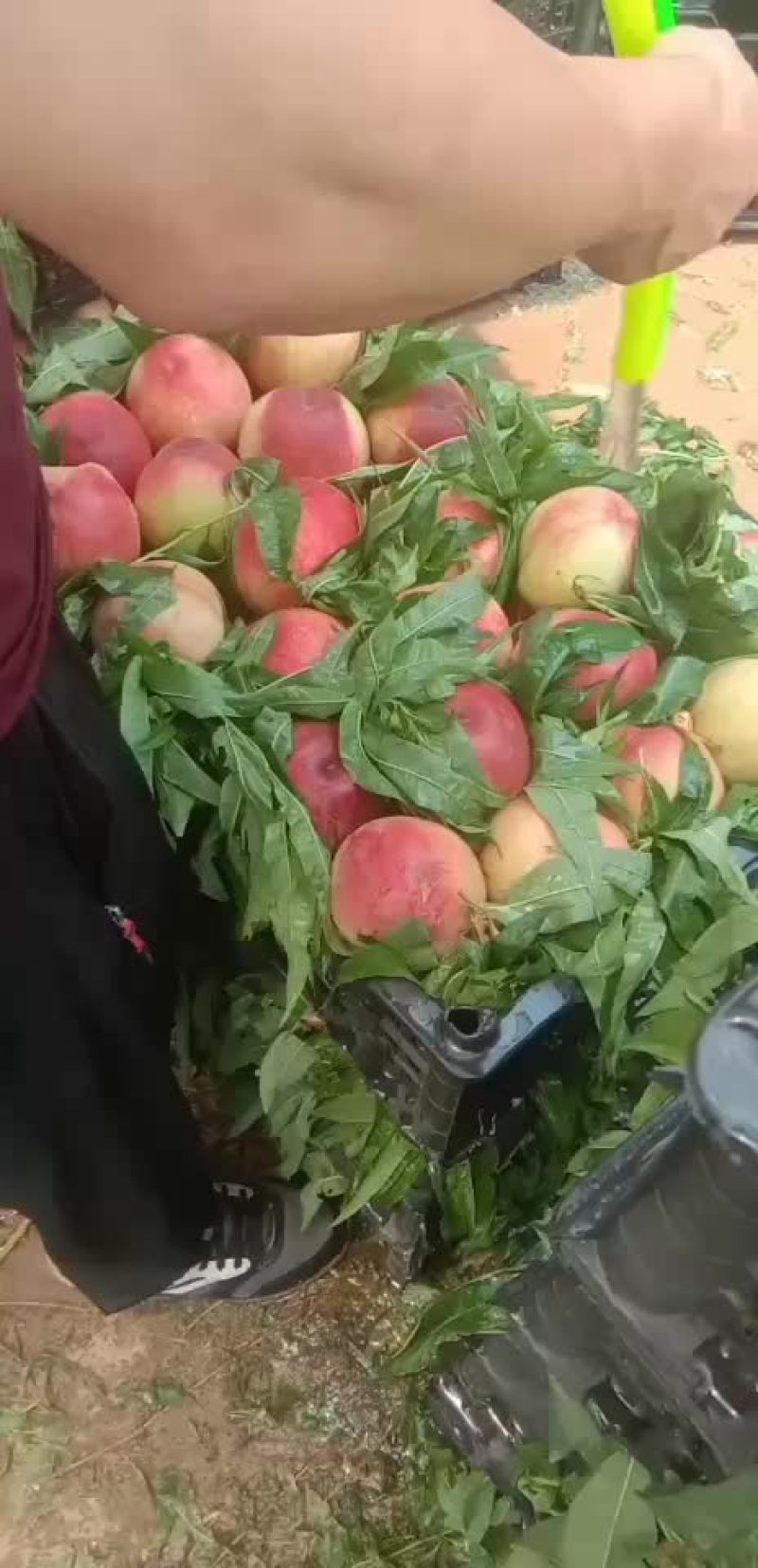 毛桃突围
