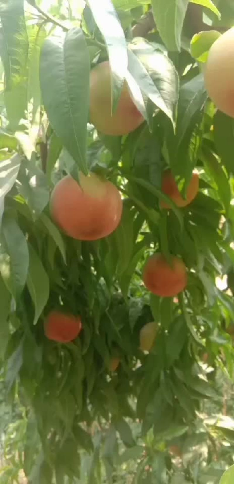 毛桃突围