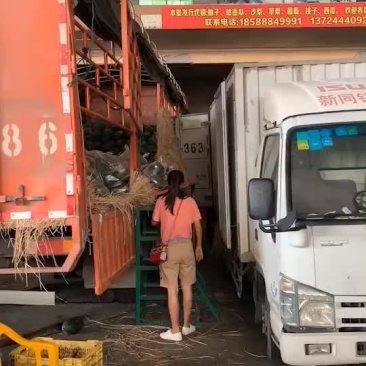 西瓜，美都，甜王，大棚西瓜，甘美，压砂瓜