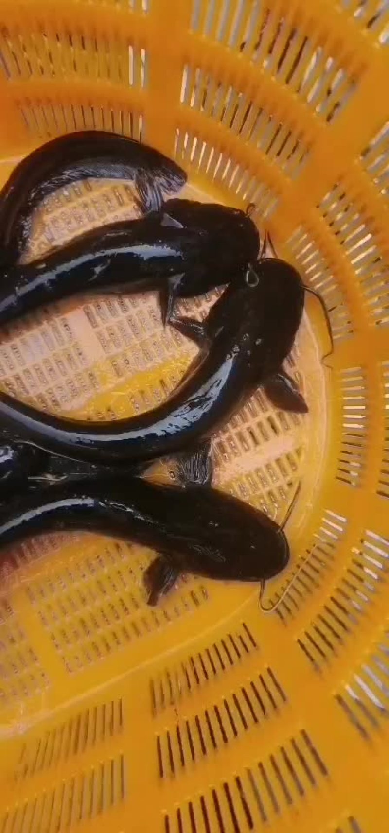 小鲶鱼、产源地（鸭绿江）