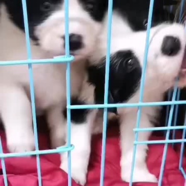 宠物狗边牧犬幼犬纯种狗狗活体活物狗崽子
