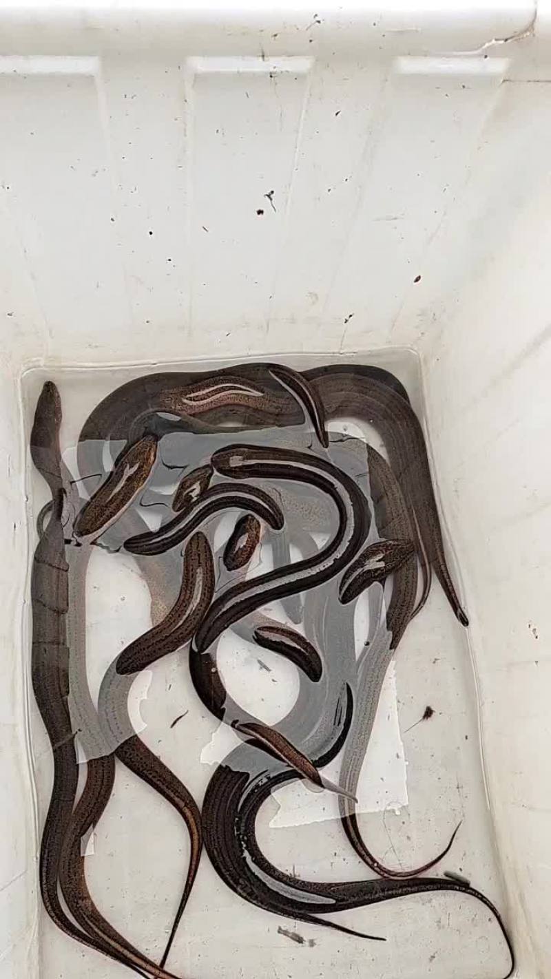 淡水鱼类
