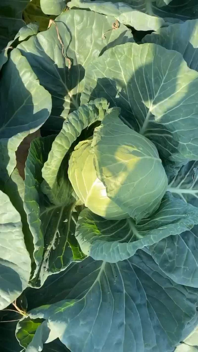 精品甘蓝大量上市