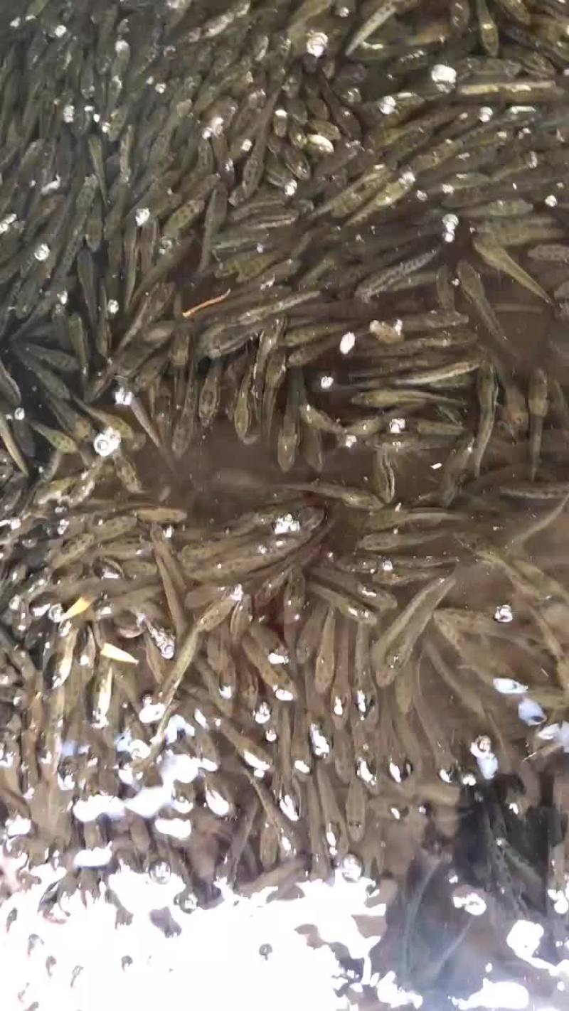 黑鱼又称乌鱼成活率极高利润高回本快赖养