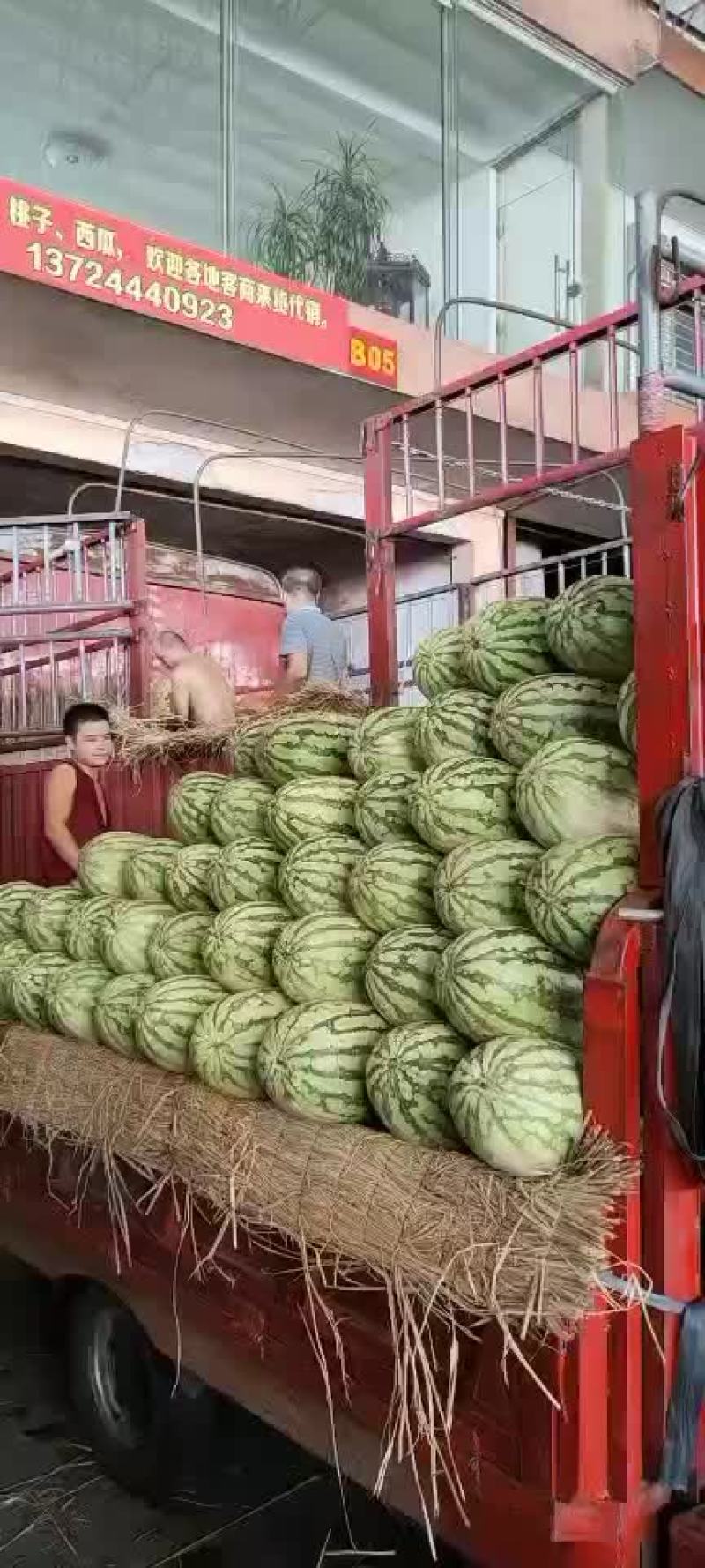 西瓜，麒麟瓜，甜王，黑美人，美都，金城五号