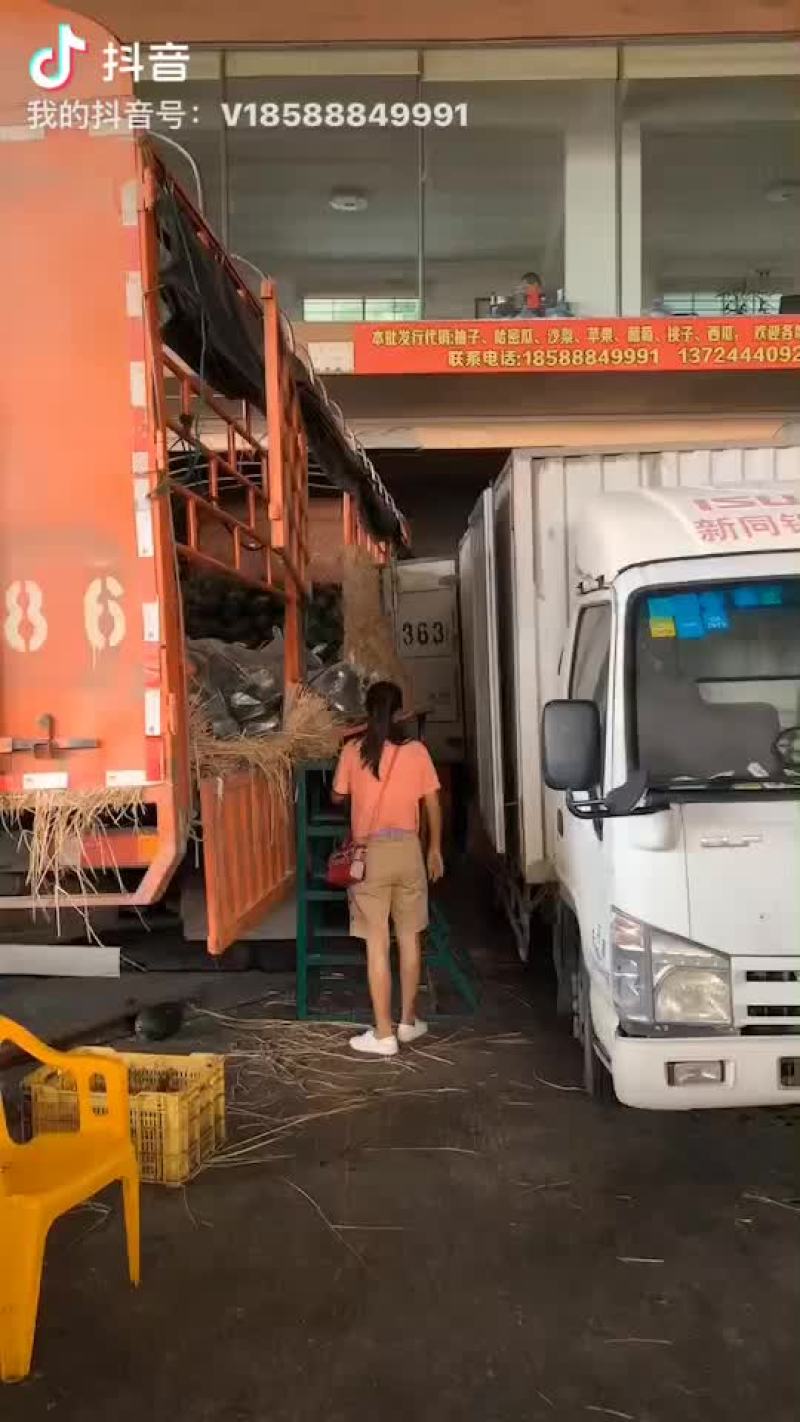 西瓜，麒麟瓜，甜王，黑美人，美都，金城五号