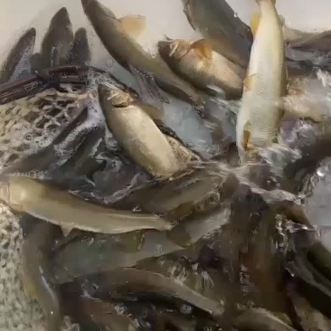 香鱼