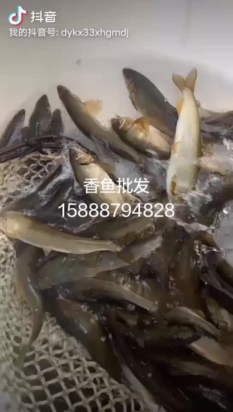香鱼