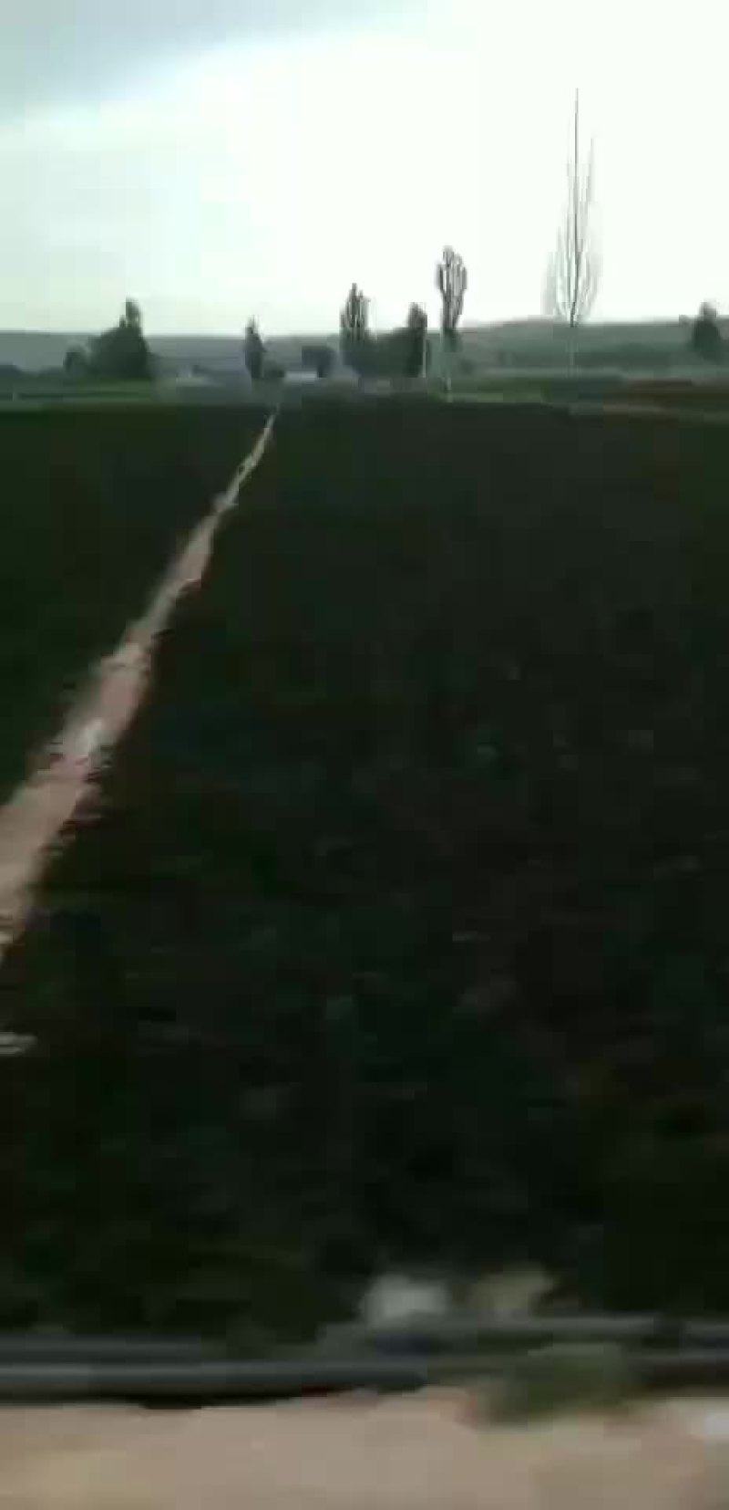 高原夏菜质量好颜色正有需要的联系我