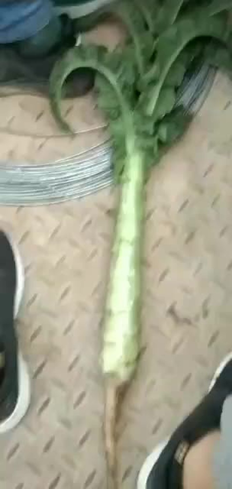 高原夏菜质量好颜色正有需要的联系我