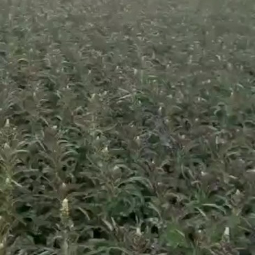高原夏菜质量好颜色正有需要的联系我