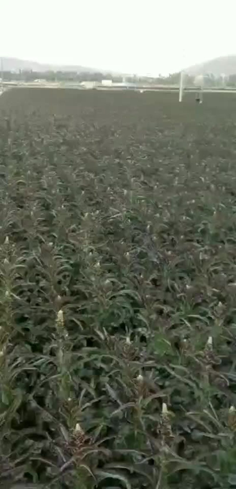 高原夏菜质量好颜色正有需要的联系我