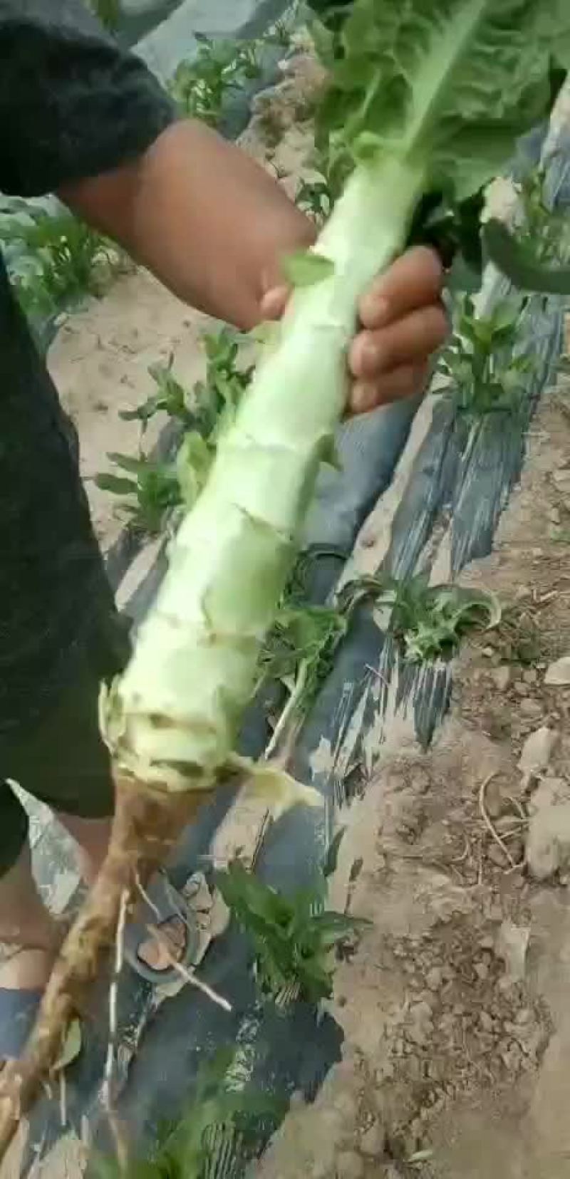 高原夏菜质量好颜色正有需要的联系我