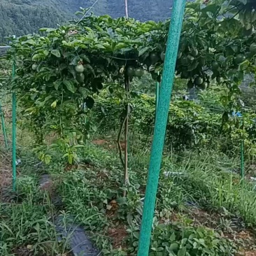 水果